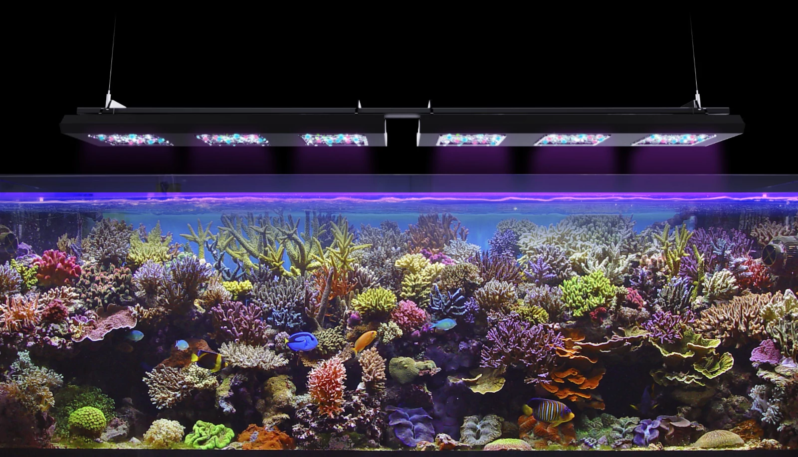 Reef Factory Reef Flare Pro L Blue